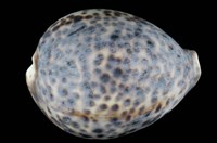 藏品(黑星寶螺)的圖片